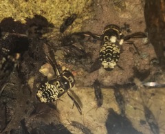 Nepomorpha