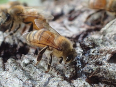 Apis mellifera