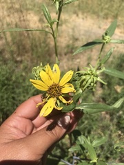 Helianthus californicus
