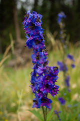 Delphinium elatum