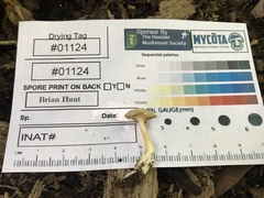 Clitocybe subditopoda