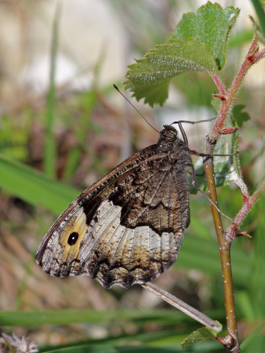 Rock Grayling