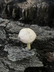 Clitocybe subditopoda