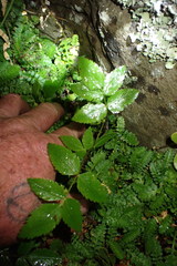 Scandia rosifolia