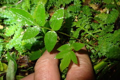 Scandia rosifolia