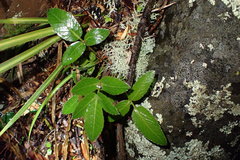 Scandia rosifolia
