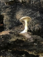 Clitocybe subditopoda