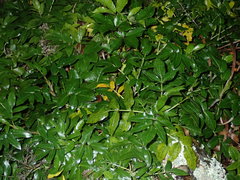 Scandia rosifolia