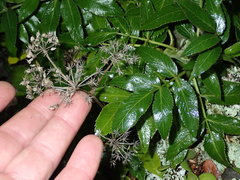 Scandia rosifolia