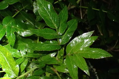 Scandia rosifolia