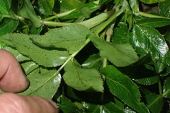 Scandia rosifolia
