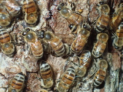 Apis mellifera