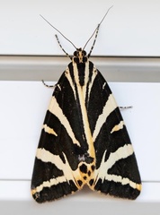 Euplagia quadripunctaria