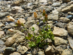 Arenaria humifusa