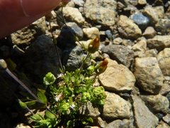 Arenaria humifusa