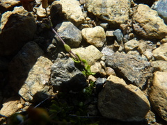 Arenaria humifusa