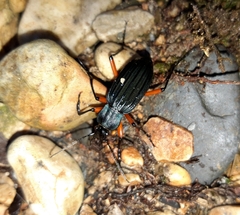 Carabus galicianus