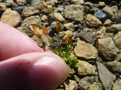 Arenaria humifusa