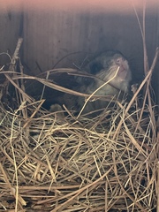 Glaucomys volans volans