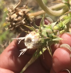 Cirsium fontinale