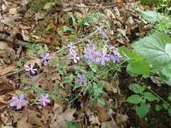 Phlox divaricata divaricata