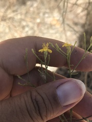 Gutierrezia californica