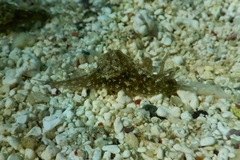 Stylocheilus rickettsi