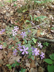 Phlox divaricata divaricata