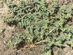 Euphorbia ocellata ocellata