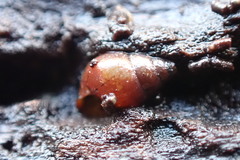 Potamopyrgus estuarinus