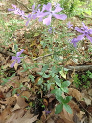 Phlox divaricata divaricata