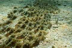 Stylocheilus rickettsi