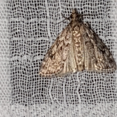 Eudonia truncicolella