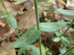 Phlox divaricata divaricata