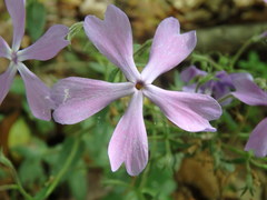Phlox divaricata divaricata