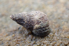 Austrolittorina