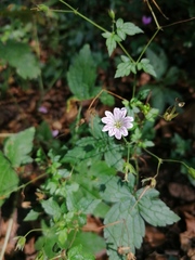Geranium versicolor
