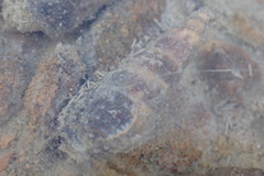 Zeacumantus lutulentus