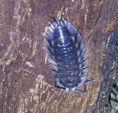 Oniscus asellus