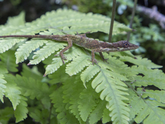 Anolis tigrinus