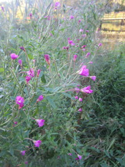 Epilobium hirsutum