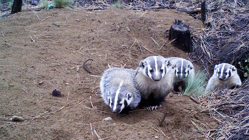 American Badger photographed in Oregon