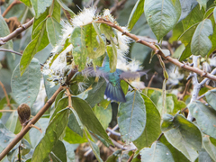 Chalybura buffonii