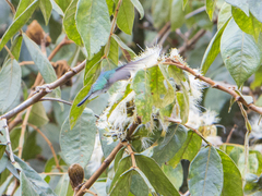Chalybura buffonii