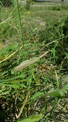 Mantodea