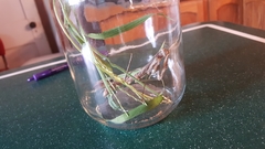 Mantodea