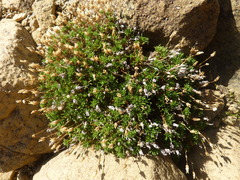 Cherleria marcescens