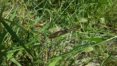 Mantodea