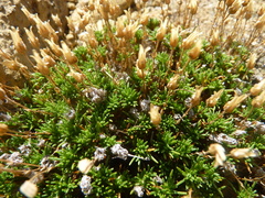Cherleria marcescens