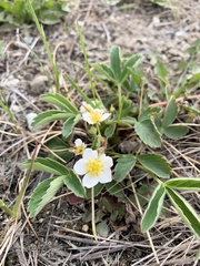 Fragaria virginiana glauca